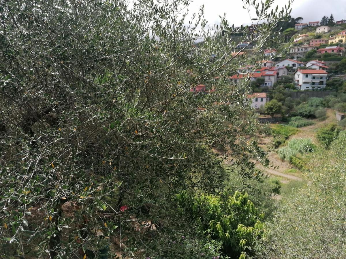 Nonna Paola Guest House Leivi Dış mekan fotoğraf